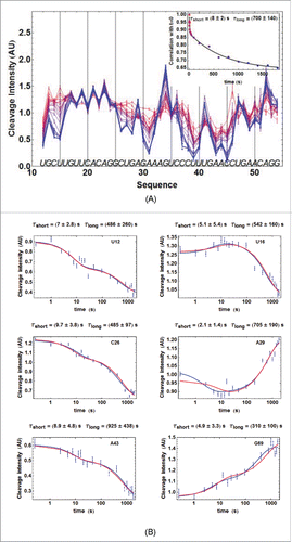 Figure 3. For figure legend, see next page.Figure 3. (figure previous page) Kinetics of ATthiC cleavage from •OH footprinting. (A) Each color corresponds to a particular time after TPP addition from t = 0 (pure red), to t = 30 min (pure blue). The times were 0, 1, 2.5, 5, 7.5, 10, 13, 16, 20, 28, 46, 95, 200, 400, 800, 1000, 1200, 1400, 1600 and 1800 s. Conditions: TPP 2 µM, magnesium acetate 2 mM, sodium cacodylate buffer 5 mM, pH 6.5, 25 °C. The fact that no cleavage variation was observed from G17 to G24, which was not imposed in the processing, is a good indication of the quality of the overall quantification procedure since these residues form a quickly folded apical loop not susceptible to be influenced by TPP binding. Cleavage curves for selected residues are shown in Fig. 3B. A typical gel is shown in Fig. SD-3D. The inset shows the correlation of each cleavage curve with the cleavage curve for t = 0 as a function of time, which highlights the biphasic character of the kinetics. (For this correlation curve, the experimental data in the main figure, limited to the residue range U12-G54, were supplemented with other data to cover the wider residue range U12-G69).The solid curve is from a bi-exponential fit; the resulting times τshort and τlong from the fit correspond well with those obtained for individual cleavage curves in Fig. 3B. (B) Kinetics of •OH cleavage for selected residues of ATthiC. The experimental points are those for six particular residues (U12, U16, C26, A29, A43 and G69) from Fig. 3A and from other data (not shown). A few experimental points were flagged as outliers and suppressed (e.g., t = 1 s for A29 and A43). The two kinds of fit mentioned in the text are shown: in blue, the simple bi-exponential fit (equation Equation4(2b) R1+L→←koffkonR2(2b) ) and, in red, the fit making use of kinetic model #1 proved to be the correct one in the following (see Fig. SD-10 for an assessment of the quality of fit). The times τshort and τlong reported for each residue result from the bi-exponential fit and are related to kfast and kslow in equation (Equation4(2b) R1+L→←koffkonR2(2b) ) by kfast =1/τshort  and  kslow =1/τlong.