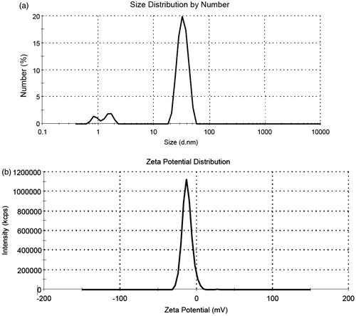 Figure 2. (a) Size distribution of the synthesized FA-AuNPs (peak: 33.8 nm). (b) Zeta potential distribution of the synthesized FA-AuNPs (peak: −12.5 mV).
