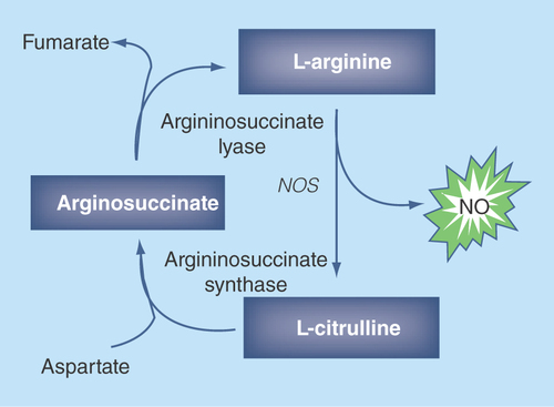 Figure 2.  The metabolism of nitric oxide generating substrates which have been investigated for their ability to treat erectile dysfunction.NO: Nitric oxide; NOS: Nitric oxide synthase.