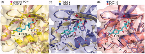 Figure 9. (A) Comparison of the X-ray structure of unbound PDK1 (pink; PDB ID: 3HRC) with the X-ray structure of PDK1-2 complex (pale yellow; PDB ID: 3HRF). (B) Comparison of the X-ray structure of PDK1-2 complex with the X-ray structure of PDK1-3 complex (slate; PDB ID: 4AW0). (C) Comparison of the X-ray structure of PDK1-3 with the X-ray structure of PDK1-4 complex (salmon; PDB ID: 4AW1).