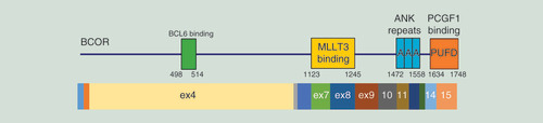 Figure 1. Structure and functional domains of BCOR, including BCL-6- and MLLT3-binding domains, ANK repeats and the PUFD domain.A schematic representation of the exon structure is also shown below the protein domains.