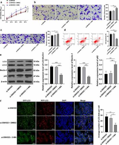 Figure 4.. 3-MA counteracts the promotive role of SNHG5 silencing in trophoblast autophagy. 3-MA was added into HTR-8/SVneo cells transfected with si-SNHG5, with DMSO addition as the control. (A) trophoblast proliferation was determined by CCK-8 method. (B) and (C) cell migration (b) and invasion (c) were measured by Transwell assays. (D) trophoblast apoptosis was assessed by flow cytometry. (E), levels of LC3, Beclin-1, and p62 were measured by Western blot analysis. (F) LC3 expression pattern was analyzed by RFP-GFP-LC3 tandem fluorescence assay. The independent experiments were performed 3 times. The results were presented as mean ± standard deviation. One-way ANOVA was used to analyze the data in panels (B) (C) (D) (E) and (F) and two-way ANOVA was used to analyze the data in panel A. Tukey’s multiple comparisons test was applied for the post hoc test. * p < 0.05, ** p < 0.01, *** p < 0.001.