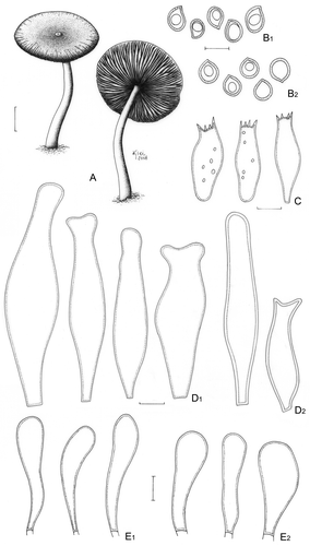 Figure 3. Pluteus albostipitatus. A. Basidioma (Menolli Jr. et al. NMJ128). B. Basidiospores; B1. F. Karstedt & M. Capelari FK782; B2. Menolli Jr. et al. NMJ128. C. Basidia (Menolli Jr. et al. NMJ128). D. Pleurocystidia; D1. F. Karstedt & M. Capelari FK782; D2. Menolli Jr. et al. NMJ128. E. Cheilocystidia; E1. F. Karstedt & M. Capelari FK782; E2. Menolli Jr. et al. NMJ128. Bars (A) = 1 cm; (B–E) = 10 μm.