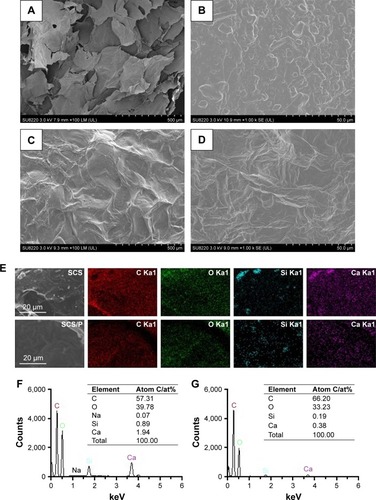 Figure 2 Morphology and composition analysis.Notes: SEM images of SCS (A and B) and SCS/P (C and D) scaffold. (E) Selected area on SCS and SCS/P scaffolds and the elemental distributions of C, O, Si, Ca. (F) Quantitative analysis of all the elements on the SCS scaffold surface. (G) Quantitative analysis of all the elements on the SCS/P scaffold surface.Abbreviations: SEM, scanning electron microscopy; SCS, silk/calcium silicate/sodium alginate; SCS/P, silk/calcium silicate/sodium alginate/PVA.