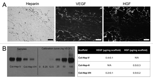 Figure 2. Immunolocalization of heparin and growth factors, and quantification of growth factors. (A) Heparin and growth factors were primarily located at the outer sites of the scaffolds, as evidenced by toluidin blue (heparin) and immunofluorescent staining (VEGF, HGF) of a Col-Hep scaffold and a Col-Hep-VH scaffold. Bars represent 200 µm. (B) Western blot for VEGF bound to Col-Hep-V and Col-Hep-VH scaffolds, and table indicating the amount of growth factors bound to scaffolds. Values depicted as mean of three experiments ± standard deviation. N/A, not applicable; Hep, heparin; V, VEGF; H, HGF.