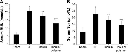 Figure 6 Levels of serum UN (A) and Scr (B).Notes: The serum of Sham, I/R, Insulin, and Insulin/polymer groups rats was collected 24 hours after reperfusion and results expressed as mean ± SD. (A) A significant increase from Sham group is denoted by *P<0.01, a significant decrease from I/R groups is denoted by **P<0.01, and a significant decrease from I/R groups is denoted by ***P<0.01. (B) A significant increase from Sham group is denoted by *P<0.01, a significant decrease from I/R groups is denoted by **P<0.01, and a significant decrease from I/R groups is denoted by ***P<0.01.Abbreviations: BUN, blood urea nitrogen; Scr, serum creatinine; I/R, ischemia/reperfusion; SD, standard deviation.