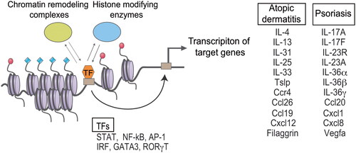 Figure 2. Proposed model of epigenetic regulation in the development and progression of cutaneous immune diseases. Epigenetic regulators and DNA-binding transcription factors (TFs) are mutually recruited to genomic regulatory regions. Interplay between epigenetic regulators and TFs activates target genes associated with the disease. Epigenetic regulators include histone modifying enzymes and chromatin remodeling complexes. TFs and disease-related genes of atopic dermatitis and psoriasis are presented as representative.