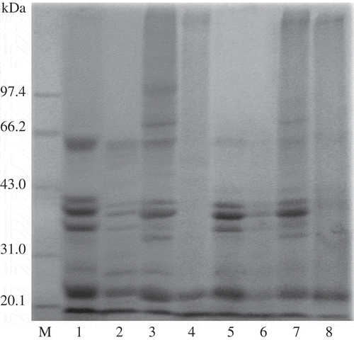 Figure 1  SDS-PAGE profile of samples without (lanes 1, 2, 5, 6) and with (lanes 3, 4, 7, 8) TGase treatment. Lane M: Molecular markers; Lane 1: CPPP; Lane 2: mMixture of CPPP and DPH; Lane 3: cCross-linked CPPP; Lane 4: cCross-linked CPPP and DPH; Lane 5: HPPP; Lane 6: mMixture of HPPP and DPH; Lane 7: cCross-linked HPPP; Lane 8: cCross-linked HPPP and DPH (CPPP: cold-pressed peanut protein; HPPP: hot-pressed peanut protein; DPH: Decapterus maruadsi hydrolysates).