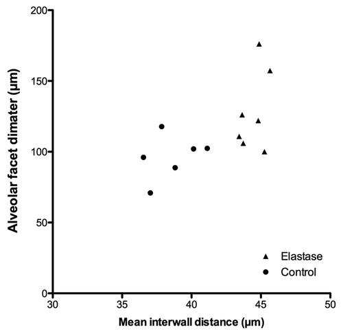 Figure 6. The size of the subpleural alveolar facets diameters was correlated with the mean interwall distance (rs = 0.65 ; p = 0.016, Spearman correlation test).