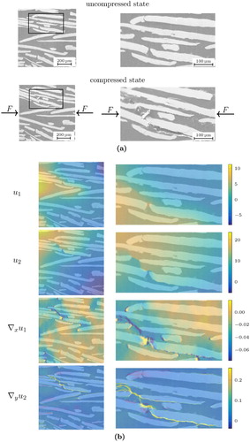 Figure 9. Results for a compression test of a fibre reinforced aluminium matrix. (a) Microstructure images of the uncompressed and compressed state and (b) Displacement u1, u2 in μm (10μm=6px) and the strain ∇xu1, ∇yu2.