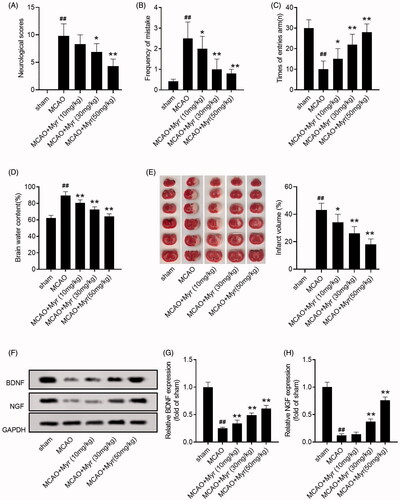 Figure 2. Myrtenol improved neurological function and cerebral infarction of MCAO rats. (A) The neurological score of rats in each group at 24 h after administration (n = 15). (B) The frequency of mistakes by rats in each group was detected by diving platform experiment (n = 15). (C) The times of entries arm of rats in each group was detected by Y-maze testing (n = 15). (D) The brain water content of rats in each group (n = 5). (E) Effect of myrtenol on the cerebral infarct volume of rats in each group was measured by TTC staining (n = 4). (F-H) The expression of BDNF and NGF in brain tissues of rats in each group was detected by western blot (n = 6). Data were presented as the mean ± SD of at least three repeated experiments. ##p < 0.01, compared with the sham group; *p < 0.05, **p < 0.01, compared with the MCAO group. Except for the sham group, all rats in other groups were constructed for cerebral I/R injury by MCAO. Sham group and MCAO group, given saline after cerebral I/R surgery. MCAO + Myr groups, administered 10, 30, or 50 mg/kg myrtenol after cerebral I/R surgery, respectively. All rats were treated once daily for seven consecutive days.