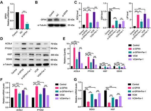 Figure 6 VCM induced ferroptosis in HK-2 cells through downregulation of GPX4. HK-2 cells were transfected with siRNA NC or GPX4 siRNA (si-GPX4) for 24 h. (A) qRT-PCR and (B) Western blotting results confirming the knockdown efficiency of the GPX4-specific siRNA. (C) ELISA results revealing the contents of ROS, GSH and LIP in HK-2 cells. We observed that the contents of ROS and LIP increased, while that of GSH decreased in GPX4-KD HK-2 cells. Furthermore, Fer-1 co-treatment inhibited the accumulation of LIP and ROS and restored the content of GSH partly in GPX4-KD HK-2 cells. Expression levels of ACSL4, PTGS2, Ki67 and DDX5 in HK-2 cells measured by (D) Western blotting analysis, (E) quantification of Western blotting results and (F) qRT-PCR analysis. (G) qRT-PCR analysis of DDX5 and Ki67 at the mRNA level. The results revealed that GPX4 knockdown in HK-2 cells increased the expression of ACSL4 and PTGS2 and decreased the expression of DDX5 and Ki67 at the mRNA and protein levels. In addition, Fer-1 decreased the expression of ACSL4 and PTGS2 and restored the expression of DDX5 and Ki67 at the mRNA and protein levels in GPX4-KD HK-2 cells. These results were consistent with those observed in VCM-treated HK-2 cells. *P<0.05, **P<0.01, ***P<0.001.