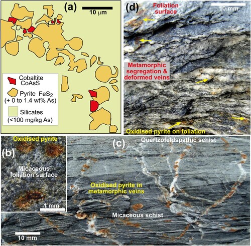 Figure 4. Typical mineralogical and textural distribution of As-bearing sulfides in schist samples relevant to this study. (A) Sketch of pyrite and cobaltite in sub-greenschist Caples Terrane rock (after Pitcairn et al. Citation2010). (B) Close view of foliation surface of a sub-greenschist facies pelitic schist from an outcrop in Forbes Range (OU 42272). Brown spots indicate incipient oxidation of pyrite within the foliation. (C) Cobble of Forbes Range sub-greenschist facies schist from Earnslaw Burn, showing oxidation spots for pyrite in cross-cutting metamorphic quartz veins. (D) Broken section through a cobble of well-segregated greenschist facies schist from Richardson Range. Brown spots (yellow arrows) indicate pyrite oxidation on foliation, and in foliation-parallel deformed quartz veins (top).