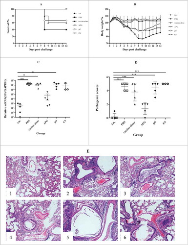 Figure 6. Protection against challenge after immunization with B influenza vaccine (n = 5). The figure shows the survival rate (A), percentage of bodyweight compared with day 0 (B), virus load in lungs (C), pathology score (D) and H & E staining of lungs (E) over the 14 d following live H1N1 virus challenge of immunized mice. Mice were weighed daily from the date of the challenge to 14 d after the challenge. The rest mice were sacrificed and lungs were collected 5 d after challenge (lungs of mice were collected to calculate virus titers), and lung virus titers were determined as described in Materials and methods. Values are expressed as mean ± SD in A. Each dot represents one individual and bars show the median in C and D.*Indicates p< 0.05, **Indicates p<0.01, ***Indicates p< 0.001, compared with the group immunized i.m.