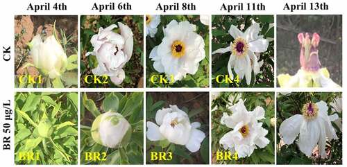 Figure 1. The flowering developmental stages in CK and BR 50 μg/L treatment.
