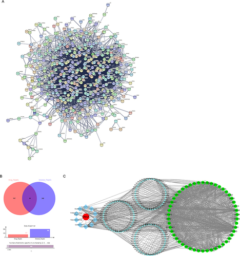 Figure 1 PPI network analysis of QRHJ decoction in IP treatment. (A) PPI network of drug target genes and IP disease-related genes. (B) Venn diagram of drug target genes and IP disease-related genes. (C) Interaction networks of active ingredients and genes of 10 herbs in QRHJ decoction. The red hexagonal nodes represent remedies, the light cyan diamond nodes represent herbs, the blue triangular nodes represent active ingredients in herbs, and the green circular nodes represent genes that may respond to drugs.