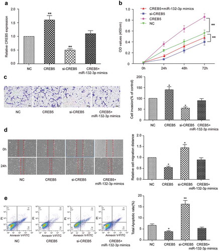 Figure 7. Effects of miR-132-3p on the proliferation, migration, invasion and apoptosis of colorectal cancer cells by targeting CREB5. (a) The expression of CREB5 in CREB5 group, si-CREB5 group, CREB5 + miR-132-3p-mimics group and NC group was detected by qRT-PCR in LoVo cells. (b) CCK-8 was used to detect the proliferation of four groups of cells. (c) Transwell was used to detect the invasion ability of four groups of cells (× 200). (d) The effects of miR-132-3p on cell migration through targeting CREB5 were detected by wound healing assay (× 50). (E) The apoptosis ability of four groups of cells was detected by flow cytometry. * P＜0.05, ** P＜0.01, compared with NC group.