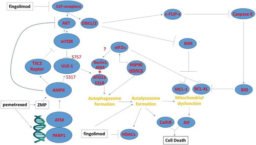 Figure 7. Possible mechanisms by which pemetrexed and fingolimod/FTY720 interact to kill NSCLC cells. A schematic representing the signaling pathways and biology being examined in this manuscript. This includes inhibition of upstream signaling at the level of receptors; the activation of a DNA damage and ATM-AMPK response; and the regulatory pathways influencing autophagosome formation, autolysosome formation and the induction of tumor cell death.
