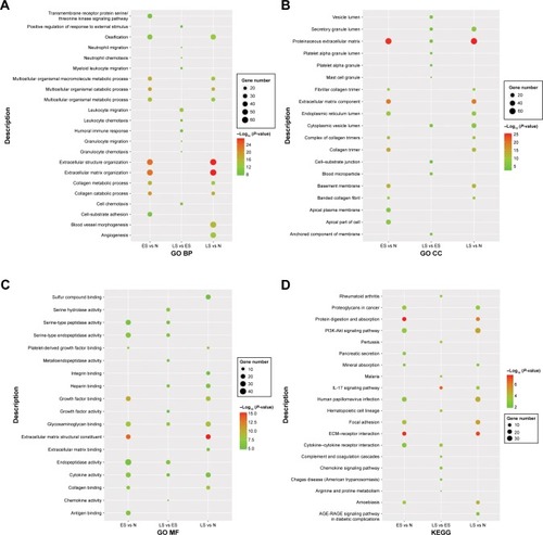 Figure 1 Functional enrichment analyses of differentially expressed mRNAs identified from the ES vs N, LS vs N, and LS vs ES groups. (A) Gene Ontology (GO) biological process (BP); (B) GO cellular component (CC); (C) GO molecular function (MF); (D) Kyoto Encyclopedia of Genes and Genomes (KEGG). Node size: gene ratio; node color: P-value.Abbreviations: ES, early stage; LS, late stage; N, normal samples.