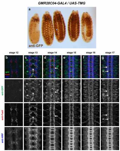 Figure 17. GMR28C04 is expressed broadly in the embryonic ventral nerve cord.