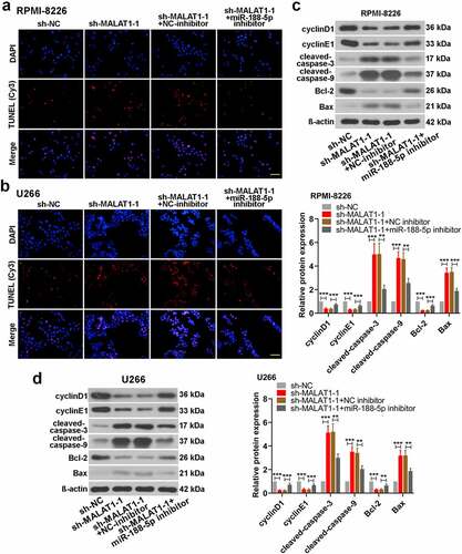 Figure 8. MiR-188-5p knockdown relieves cell apoptosis induced by sh-MALAT1-1 in the MM cells. (a and b). TUNEL staining (Cy3, red) was performed to detect the apoptotic cells 48 h after co-transfection in the RPMI-8226 and U266 cells combined with DAPI staining (blue). Scale bar = 50 μm. (c and d). WB analysis of cell cycle- and apoptosis-related proteins in MM cell lines 48 h after co-transfection. **P < 0.01, ***P < 0.001