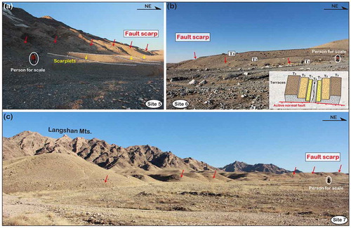 Figure 15. Field photos at Sites 5–7 (see Figures 1(c) and 2 for the locations). (a) Fault scarps observed at Site 5 in the northwestern segment. The observed small scarplets were probably produced by recent earthquake event(s). Fault scarps have also been observed near the northwestern extremity: (b) Site 6. (c) Site 7. Note that higher level of river terraces have higher fault scarps, indicating slip accumulation at Site 6.
