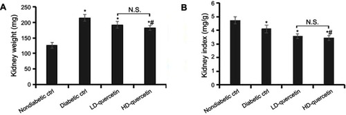 Figure 5 Effect of quercetin on the kidneys of mice after administration for 10 weeks. (A) The kidney weight of mice; (B) the kidney index of mice. *P<0.05, compared with non-diabetic control group; #P<0.05, compared with diabetic control group.