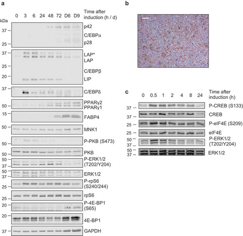 Figure 2. (a,c) 3T3-L1 fibroblasts were treated with differentiation medium for the indicated times (h or min, unless indicated by D = days) at which point cells were harvested and analysed by immunoblot using the indicated antibodies. Data are representative of at least three independent experiments. (b) Day 9 adipocytes were stained with ORO to assess extent of differentiation and lipid accumulation; representative image shown, scale bar 0.2 µm