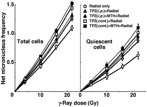 Figure 2. Dose response curves of the net micronucleus frequency for total (left panel) and quiescent (right panel) cell populations from B16-BL6 tumours irradiated with γ-rays following the single intraperitoneal (i.p.) or continuous subcutaneous (cont.) administration of tirapazamine (TPZ) in combination with mild temperature hyperthermia (MTH) on day 18 after tumour cell inoculation. ○ γ-ray irradiation only; △ γ-ray irradiation after single intraperitoneal administration of TPZ; ▴ γ-ray irradiation after single intraperitoneal administration of TPZ with MTH; □ γ-ray irradiation after continuous subcutaneous administration of TPZ; ▪ γ-ray irradiation after continuous subcutaneous administration of TPZ with MTH. Bars represent standard errors (n = 9).