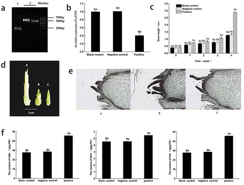 Figure 3. Functional analysis of LsSTPK associated with bolting. (a) RT-PCR detection of TRV RNA in upper leaves. 1, Negative control; 2, Positive. (b) Expression of LsSTPK in lettuce leaves after gene silencing. Different small letters indicate significant difference at P < .05, and different capital letters indicate significant difference at P < .01 (n = 3). (c) The stems of the three groups of lettuce were elongated after high-temperature treatment. Different small letters indicate significant difference at P < .05, and different capital letters indicate significant difference at P < .01 (n = 3). (d) Stem length of lettuce after 4 weeks of infection. A, Positive; B, Negative control; C, Blank control. (e) Paraffin section of lettuce shoot tips. A, Blank control; B, Negative control; C, Positive. (f) The contents of endogenous hormones. Different small letters indicate significant difference at P < .05, and different capital letters indicate significant difference at P < .01 (n = 3)