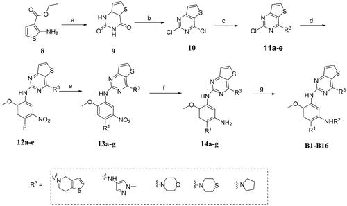 Scheme 2. Reagents and conditions: (a) urea, 190 °C, 4–6 h; (b) POCl3, 110 °C, 6 h; (c) different heterocyclic structures, EtOH/H2O, K2CO3, rt, 4 h; (d) 4-fluoro-2-methoxy-5-nitroaniline, TsOH, EtOH, 150 °C, 3–5 h; (e) various aliphatic amines, K2CO3, DMF, 50 °C, 2–4 h; (f) Fe, HCl, EtOH/H2O, 70 °C, 6 h; (g) various acyl chlorides, DIPEA, DMF, rt, 6 h.
