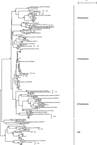 Figure 2  Phylogenetic relationships between Gram-negative isolates from floodwater and DNA clones obtained from various sites in paddy fields. (•) isolates (present study); CP, composting process of rice straw; FW, floodwater; MC, microcrustaceans; PW, percolating water; RS, rice straw; RR, rice roots. The scale bar represents 0.1 substitutions per nucleotide. Bootstrap values are shown at branch points when the values exceed 50%.