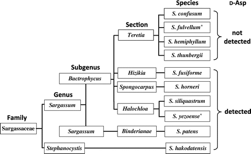 Figure 3. Convincing interpretation for the presence of free d-aspartate in Sargassaceae. Infrageneric classification is based on the algae database.