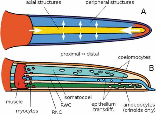 Figure 9. Schematic illustrations of the principles at work in echinoderm arm regeneration. The arm is modelled after a generic asterozoan, although the model also applies to crinoids. A: oral or aboral view; the stump and the distal structures (especially the latter) influence the intermediate regions, most importantly the continuous (axial, sensu Mooi) structures, which in turn influence the surrounding peripheral (extraxial, sensu Mooi) structures. The arrows represent the direction and importance of induction signalling, not necessarily the direction of growth. B: lateral view; somatocoel and RWC act as channels of migration for coelomic and undifferentiated cells that will form the new tissues. The same function is provided by dedifferentiated myocytes from the most distal muscles in the stump. In crinoids, granular amoebocytes (probably mostly regulatory) crawl along the brachial nerve. Masses of coelomic cells and the RNC also have a regulatory role, expressing Hox genes (which determine the proximo-distal axis of echinoderm radia; see David & Mooi Citation2014) and growth factors (Thorndyke & Candia Carnevali Citation2001). Made with GIMP.