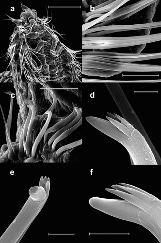Figure 8. Scolelepis bellani n. sp., paratype (MGAB PLY0168), SEM micrographs: A. Anterior end, dorsal view, palps missing. B. Neuropodial capillary chaetae of chaetiger 4. C. Neuropodial hooded hooks of chaetiger 28, left latero-ventral view (dorsal side is to the left and the anterior end is down). D, Neuropodial hook with three apical teeth, latero-apical view, hood removed. E, Neuropodial hook with four apical teeth, frontal view, hood removed. F, Neuropodial hook with four apical teeth, latero-apical view, hood removed. Scale bars: A = 0.5 mm; B, C = 50 μm; D–F = 5 μm.