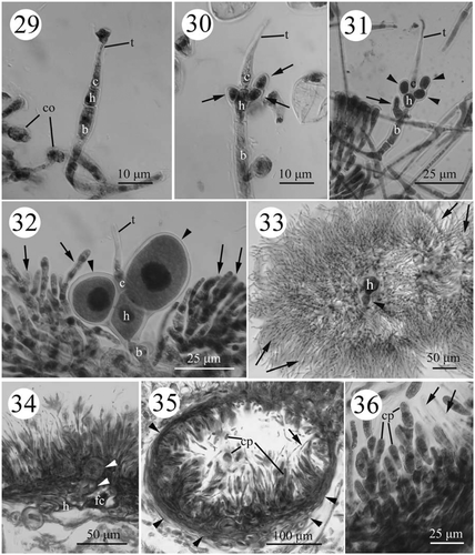 Figs. 29–36. Development of female structures in Actinotrichia taiwanica sp. nov. (#SLL CP-07-21-2002-1). Fig. 29. Initial carpogonial branch produced from the vegetative cortical filaments on the tip of a branch. Fig. 30. Sterile branches produced from the hypogynous cell. Fig. 31. Initials of sterile filaments from the upper portion of the basal cell. Fig. 32. Cell size and nucleus enlarge in the hypogynous cell and its derivatives (arrowheads) but these cells do not develop further. The sterile filaments from the basal cell producing more filaments (arrows). Fig. 33. Well-developed sterile filaments (arrows) from the basal cell surrounding the hypogynous cell and its derivatives (arrowhead). Fig. 34. Two to four inner gonimoblast cells and gonimoblast initial cell fusing to form a small fusion cell. The pit plug is visible between the gonimoblast initial, hypogynous cell, and its derivatives (arrowheads). The basal cell has broadened but is not fused. Fig. 35. Cross-section of mature cystocarp showing the pericarp (arrowheads) and paraphyses (arrow). Fig. 36. Cystocarp showing the intermixing of gonimoblast filaments and paraphyses (arrows). Abbreviations: b, basal cel; c, carpogonium; co, cortical cell; cp, carpospore; fc, fusion cell; h, hypogynous cell; t, trichogyne.