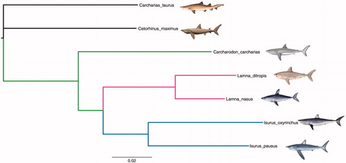 Figure 1. Bayesian phylogenetic tree from mitogenome sequences for the five species of the family Lamnidae: Carcharodon carcharias (NC_022415), Isurus paucus (NC_024101), Isurus oxyrinchus (NC_022691), Lamna ditropis (NC_024269), Lamna nasus (KX610464), and Cetorhinus maximus (NC_023266) and Carcharias taurus (NC_023520) as outgroup. All posterior probabilities were equal to 1.