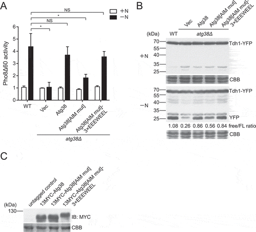 Figure 2. The Atg38 AIM promotes autophagy by interacting with Atg8. (A) Autophagic flux measurement using the Pho8Δ60 assay was performed in wild-type cells and atg38Δ cells transformed with an empty vector or a plasmid expressing wild-type Atg38, Atg38[AIM mut], or Atg38[AIM mut] inserted with an exogenous AIM (3× EEEWEEL) between Ala181 and Glu182. Cells were collected before (+N) and after shifting to nitrogen-free medium for 4 h (−N). Average activity from non-starved samples was set to 1. Data are mean ± s.d. of triplicates from representative experiments. * indicates P < 0.05; NS, not significant. P values were calculated using Welch’s t-test. (B) Starvation-induced processing of Tdh1-YFP was examined in wild-type cells and atg38Δ cells transformed with an empty vector or a plasmid expressing wild-type Atg38, Atg38[AIM mut], or Atg38[AIM mut] inserted with an exogenous AIM between Ala181 and Glu182. Cells expressing YFP-tagged Tdh1 were collected before (+N) and after shifting to nitrogen-free medium for 2 h (−N), and the total lysates were analyzed by immunoblotting with antibody against YFP. Coomassie Brilliant Blue R-250 (CBB) staining of PVDF membrane after immunodetection served as protein loading control. Note that faint bands around 25–35 kDa in +N medium may result from the degradation of Tdh1-YFP by proteasome or may occur in the process of cell lysis. (C) Cells carrying the indicated Atg38 constructs and an untagged control were collected after 2 h of starvation, and then analyzed by immunoblotting with antibody against MYC. Coomassie Brilliant Blue R-250 (CBB) staining of PVDF membrane after immunodetection served as protein loading control