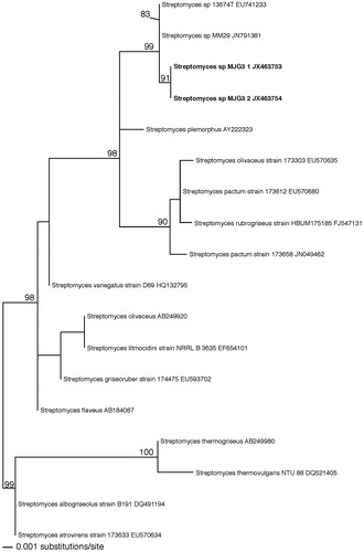 Figure 2. Phylogenetic tree of the partial 16S region includes new sequences to Streptomyces sp. and the most closely related sequences from GenBank (NCBI).