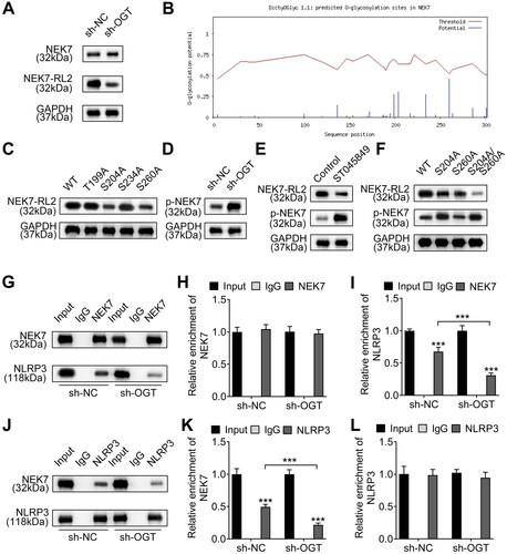 Figure 4. OGT-induced NEK7 O-GlcNAcylation promotes the interaction between NEK and NLRP3 by suppressing the phosphorylation of NEK7. A. The O-GlcNAc level of NEK7 protein in OGT-silenced chondrocytes was measured using western blot. B. The several potential O-GlcNAc sites in NEK7 protein were predicted on DictyOGlyc-1.1. C. The O-GlcNAc level of NEK7 protein was measured in chondrocytes after the four sites were separately mutated. D. The phosphorylation level of NEK7 was detected in OGT-silenced chondrocyte. E. The O-GlcNAc and phosphorylation levels of NEK7 were measured in chondrocytes treated with the O-GlcNAc inhibitor (ST045849). F. The phosphorylation level of NEK7 was detected in chondrocytes after mutation of S204 and S260 using western blot. G. The effect of OGT silence on the binding of NLRP3 to NEK7 was detected through co-IP assay. H-I. The enrichment of NLRP3 or NEK7 in the immunoprecipitates of anti-NEK7. J. The effect of OGT silence on the binding of NEK7 to NLRP3 was detected through co-IP assay. K-L. The enrichment of NEK7 or NLRP3 in the immunoprecipitates of anti-NLRP3. ***P < 0.001.