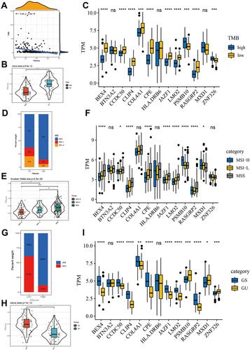 Figure 5 The close relationship between HIscore and TMB, microsatellite status, genomic instability. (A) Correlation between the TMB and HIscore in the TCGA cohort. (Pearson correlation analysis, R=−0.46, P < 0.0001) (B) Difference in the HIscore of patients between high and low TMB group. (C) Difference in the expression of 13 members of the hypoxia-immune signature between high and low TMB group. (D) The proportion of MSS, MSI-L and MSI-H patients in the high and low HIscore groups. (E) Difference in the HIscore of patients among MSS, MSI-L and MSI-H groups. (F) Difference in the expression of 13 members of the hypoxia-immune signature among MSS, MSI-L and MSI-H groups. (G) The proportion of genome unstable and genome stable patients in the high and low HIscore groups. (GU: genome unstable patient; GS: genome stable patient) (H) Difference in the HIscore of patients between GU and GS group. (I) Difference in the expression of 13 members of the hypoxia-immune signature between GU and GS group. The Kruskal–Wallis test was used to compare the statistical difference (*p < 0.05, **p < 0.01, ***p < 0.001, ****p < 0.0001).