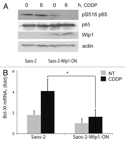 Figure 3. Decreased levels of Bcl-xL expression and NF|B p65 phosphorylation in cells with Wip1 overexpression. (A) Decreased levels of activating Ser536 phosphorylation of NF|B p65 in Saos-2 Wip1-ON cells after Wip1 induction. Wip1 was induced by doxycycline for 24 h and then cells were treated with cisplatin (CDDP) for 6 h and harvested. Whole cell lysates containing 70 μg of protein were analyzed by western blot using the following primary antibodies: anti-phospho-p65 Ser536, anti-p65 (Cell Signaling Technologies), anti-Wip1 (H-300) (Santa Cruz Biotechnologies) and anti-®-actin antibody (A 2103; Sigma). (B) Lower levels of Bcl-xL mRNA in Saos-2 Wip1-ON cells after Wip1 induction. Total RNA was purified and reverse-transcribed into cDNA using SuperScript II (Invitrogen) and oligo-dT primers. Real-time PCR was performed using the following primer pairs: Bcl-xL (5'-GAT CCC CAT GGC AGC AGT AAA GCA AG-3', 5'-CCC CAT CCC GGA AGA GTT CAT TCA CT-3') and GAPDH (5'-GAA GGT GAA GGT CGG AGT C-3', 5'-GAA GAT GGT GAT GGG ATT TC-3'). The expression of Bcl-xL was normalized to that of GAPDH.
