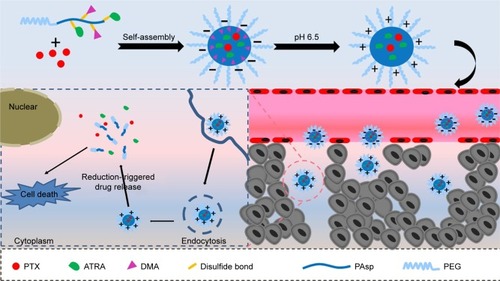 Scheme 1 Schematic illustration of pH and redox dual-responsive drug delivery system with the surface charge reversal for co-delivery of PTX and ATRA (their prolonged blood circulation, pH-triggered surface charge reversal and redox-responsive on-demand drug release and combined chemotherapy).Abbreviations: PTX, paclitaxel; ATRA, all-trans-retinoic acid; DMA, 2,3-dimethylmalefic anhydride; PEG, polyethylene glycol.