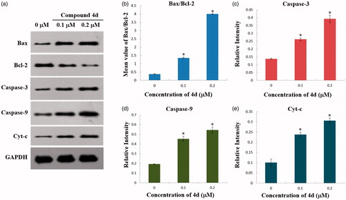 Figure 6. (a) Western blot analysis of the levels of Cytochrome c in cytosol, Bax, Bcl-2, Caspase-3, and Caspase-9 expression in HeLa cells treated by compound 4d (0, 0.1 and 0.2 μM) for 48 h; (b) The rate changes of Bax/Bcl-2 in HeLa cells. *p < .001; (c) The expression level of cleaved caspase-3 in HeLa cells. *p < .001; (d) The expression level of cleaved caspase-9 in HeLa cells. *p < .02; (e) The expression level of Cytochrome c in cytosol of HeLa cells. *p < .01.
