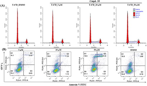 Figure 4. Compound 35 induces S cell cycle arrest and apoptosis in T47D cells. Exponentially growing cells were exposed to DMSO or indicated concentration of compound 35 for 24 h in T47D cells.