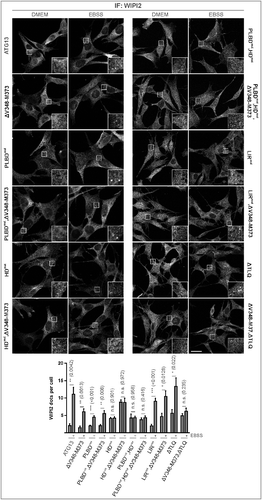 Figure 8. Differential requirement of ATG13 interaction interfaces for amino acid starvation-induced WIPI2 puncta formation. (A) atg13 KO MEFs retrovirally transfected with cDNA encoding the indicated ATG13 variants were grown on glass cover slips overnight and incubated in growth medium (DMEM) or starvation medium (EBSS) for 2 h. Cells were fixed, permeabilized and stained for WIPI2. Imaging was performed using an inverse confocal laser scanning microscope. Puncta per cell quantification was done using fiji software. Data represent mean + SEM. Statistical analysis using the Student t test, 2-sample assuming unequal variances was performed comparing EBSS to DMEM for each individual cell line. *P < 0.05, **P < 0.01, ***P < 0.001. Scale bar: 20 µm.