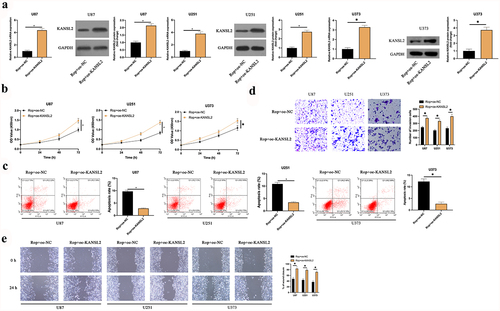 Figure 5. KANSL2 implicates in the process of Rop repressing GBM. A: RT-qPCR and Western blot test of KANSL2 in Rop-treated U87, U373, and U251 cells after transfection of oe-KANSL2; B: CCK-8 examination of Rop-treated U87, U373, and U251 cell proliferation; C: Flow cytometry examination of Rop-treated U87, U373, and U251 cell apoptosis; D: Transwell examination of Rop-treated U87, U373, and U251 cell invasion; E: Cell scratch inspection of Rop-treated U87, U373, and U251 cell migration; B-E, the influence of transfection of oe-KANSL2 on them. Manifestation of values was in mean ± SD (N = 3).