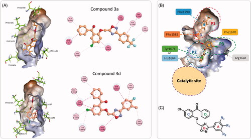 Figure 7. (A) The two binding modes of the designed compounds illustrated by the compounds 3a and 3d. For each compound, the 3 D binding mode is shown along with its 2 D interaction map, see Figure 5 for the key. (B) Detailed analysis of the Pks13-TE binding groove showing the catalytic site, and the substrate binding site with its three sub-pockets. (C) The general structure of the designed compounds.