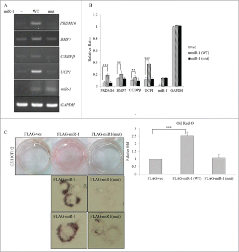 Figure 6. Overexpression of miR-1 enhances the differentiation of BAs. (A) Total RNAs extracted from transfected C3H10T1/2 cells which overexpressed the wild-type or mutant miR-1 were subjected to an RT-PCR analysis using specific primer sets as described in Figure 4. (B) Expression levels of BA-specific factors in the extracted RNAs were analyzed using a qRT-PCR with specific primer sets (Table S2). (C) The mock vector or miR-1 expression vector-transfected C3H10T1/2 cells were cultured in growth medium (GM) for 48 h and then subjected to oil-red-O staining. The bar graph shows the spectrophotometric analysis of oil-red-O optical densities (ODs) at 550 nm after being extracted from stained cells in the previous panel (*p < 0.05; **p < 0.01; ***p < 0.005).