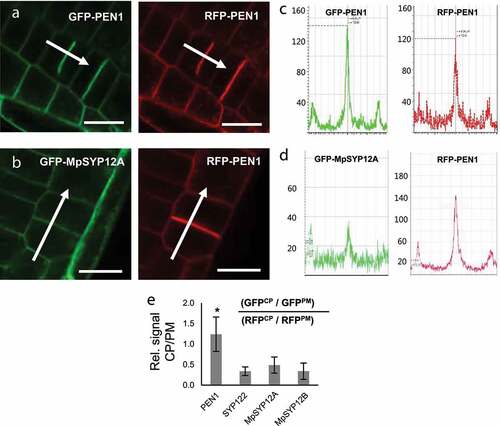 Figure 2. Localization of SYP12 clade members at the forming cell plate. (a and b) Roots of plants expressing (a) GFP-PEN1 or (b) GFP-MpSYP12A in combination with RFP-PEN1 as reference. Bars = 10 µm. (c and d) Signal intensities of GFP and RFP (from a and b, respectively) across the growing cell plate. (e) Calculated signal intensities of SYP12s at the growing cell plate relative to RFP-PEN1. Signal intensities at the growing cell plate (CP) and PM, were used to calculate the CP/PM signal ratios. All values are mean ±SD (n = 8–10 cells). * indicate significantly different values at P ≤ .001 estimated using student t-test.